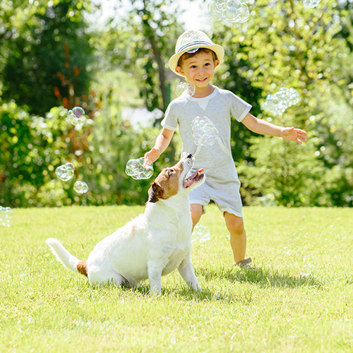 Pest Control Solutions that are Safe for Children & Pets